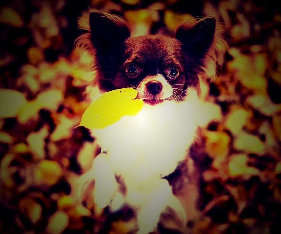 Собачка с листиком в зубах обои