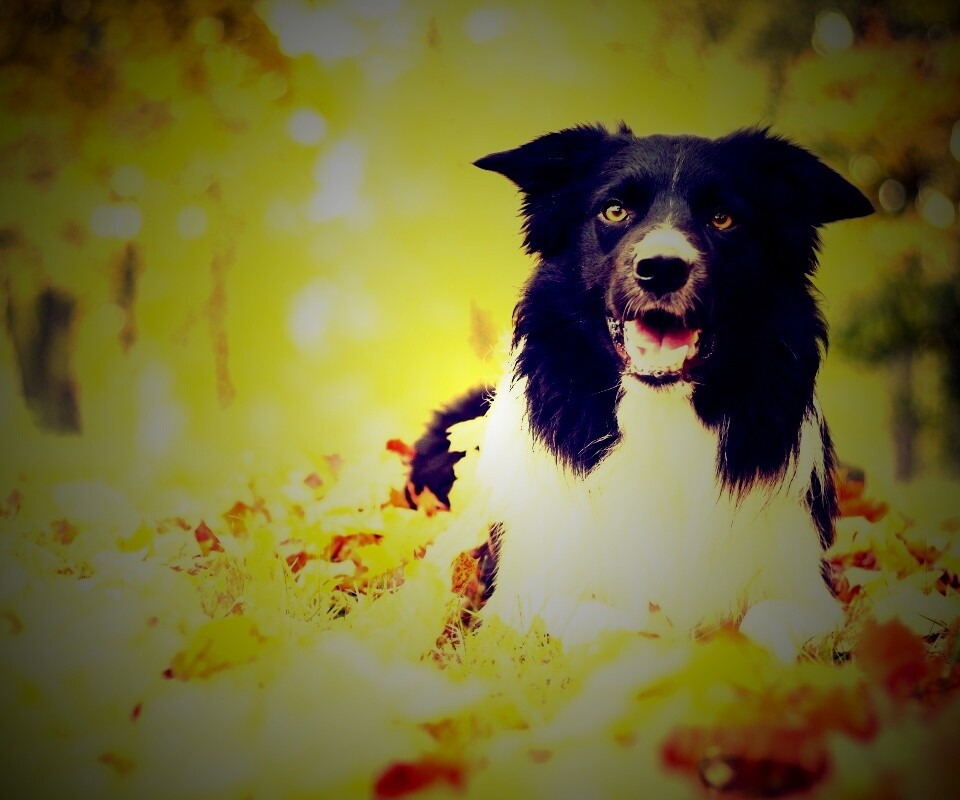 Пес среди листвы обои