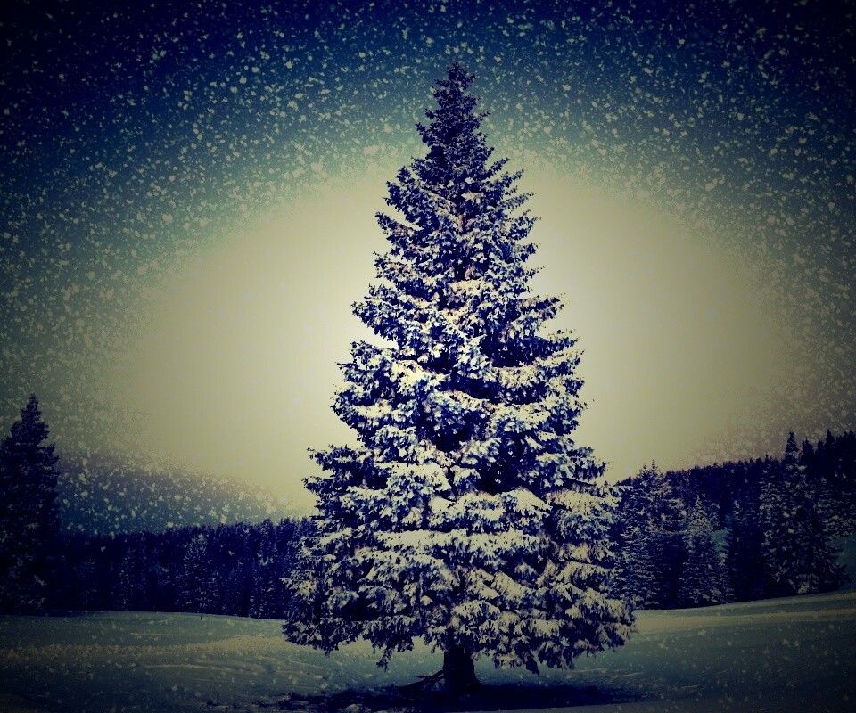 Ель в снегопад обои