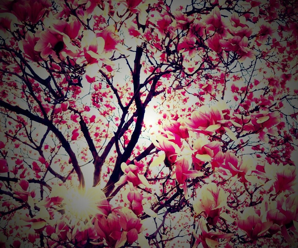 Магнолия обои