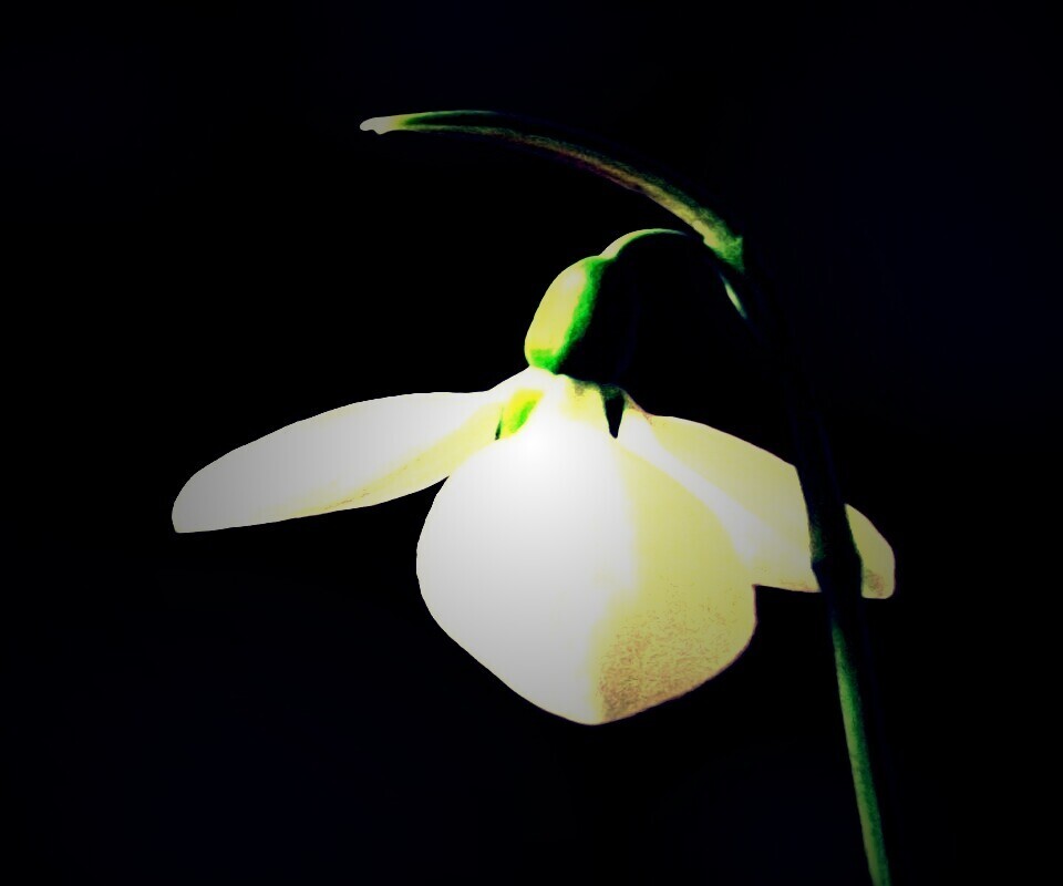 Белый цветок обои