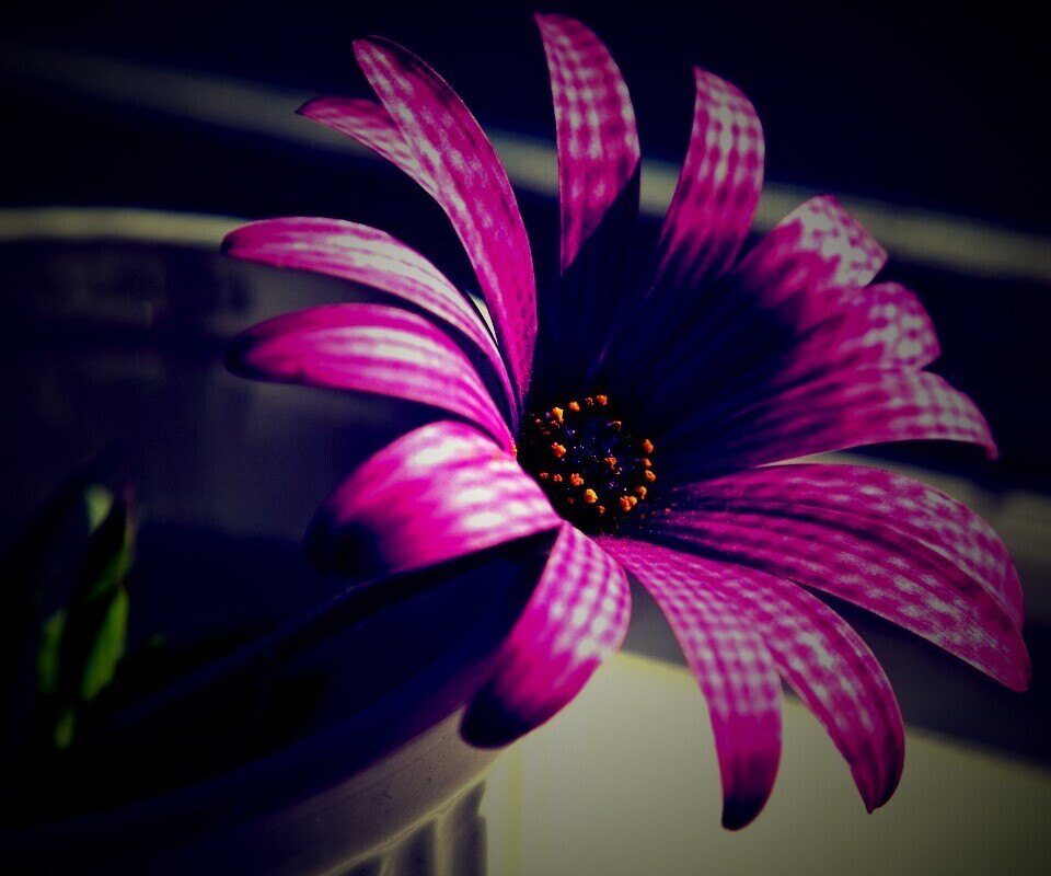 Сиреневый цветок в стакане обои