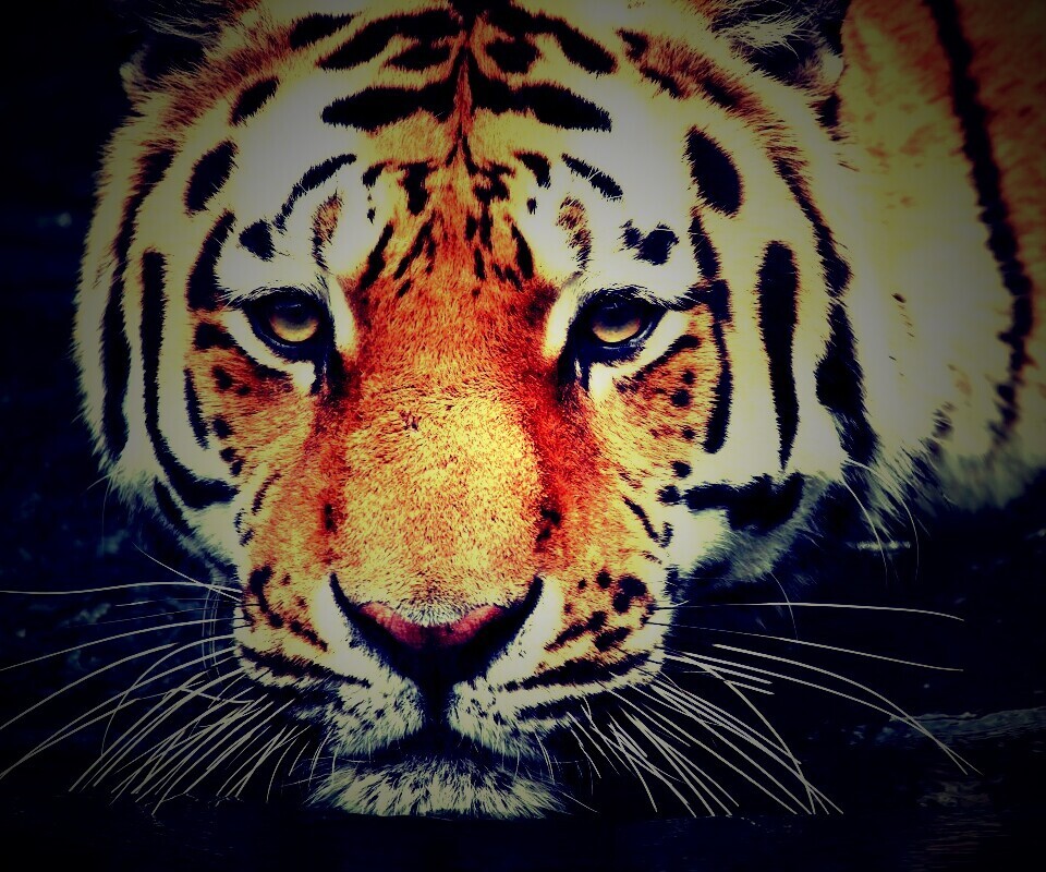 Купание тигра обои