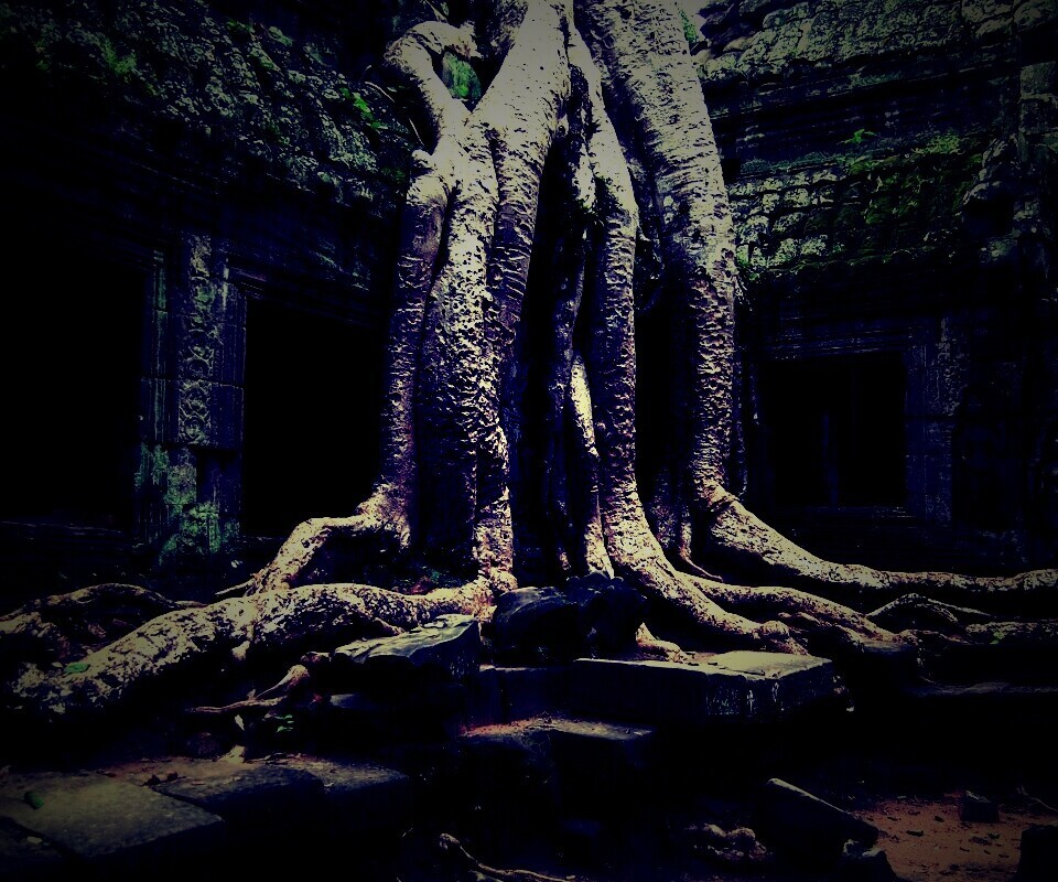 Мощные корни обои