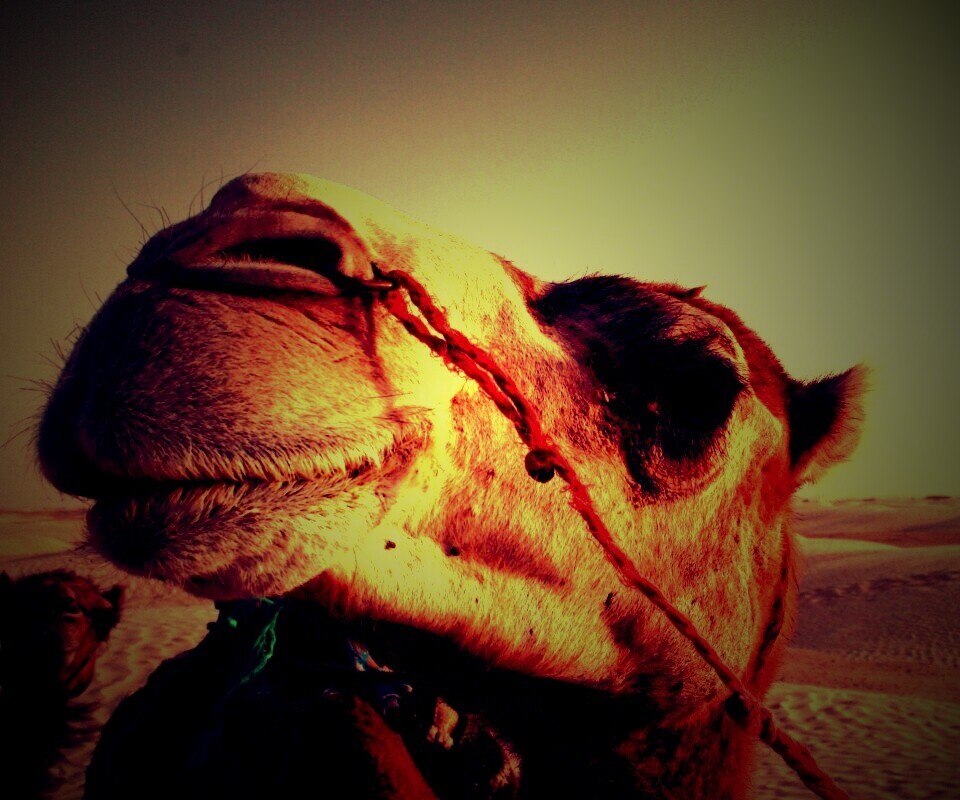 Верблюд обои