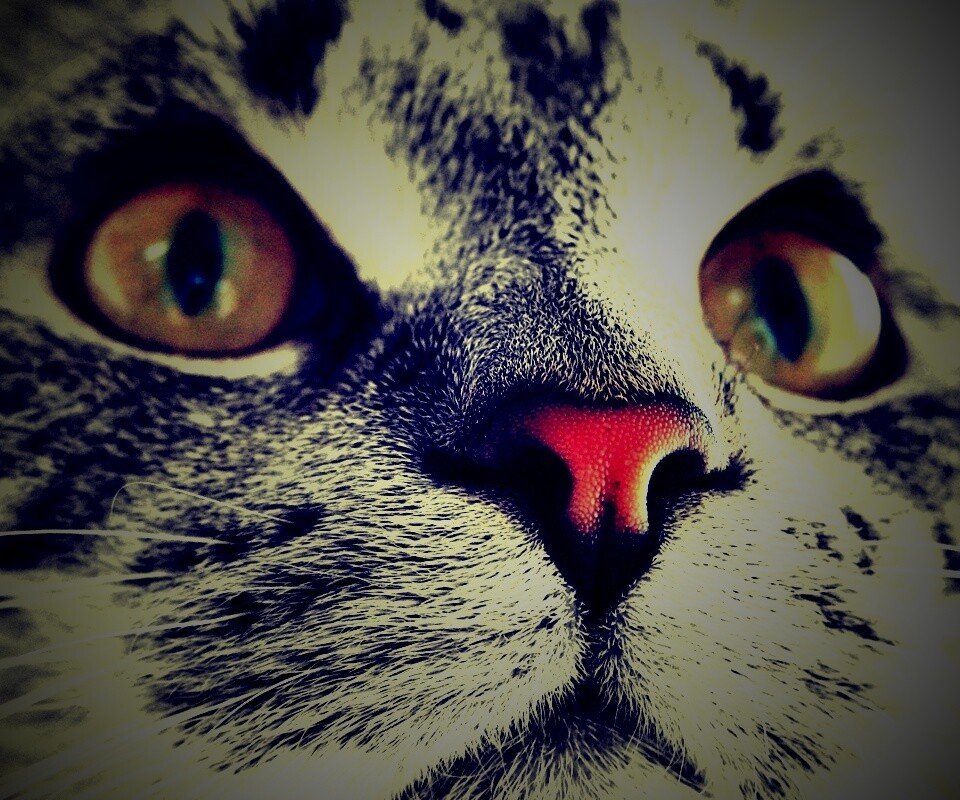 Кошачья мордочка обои