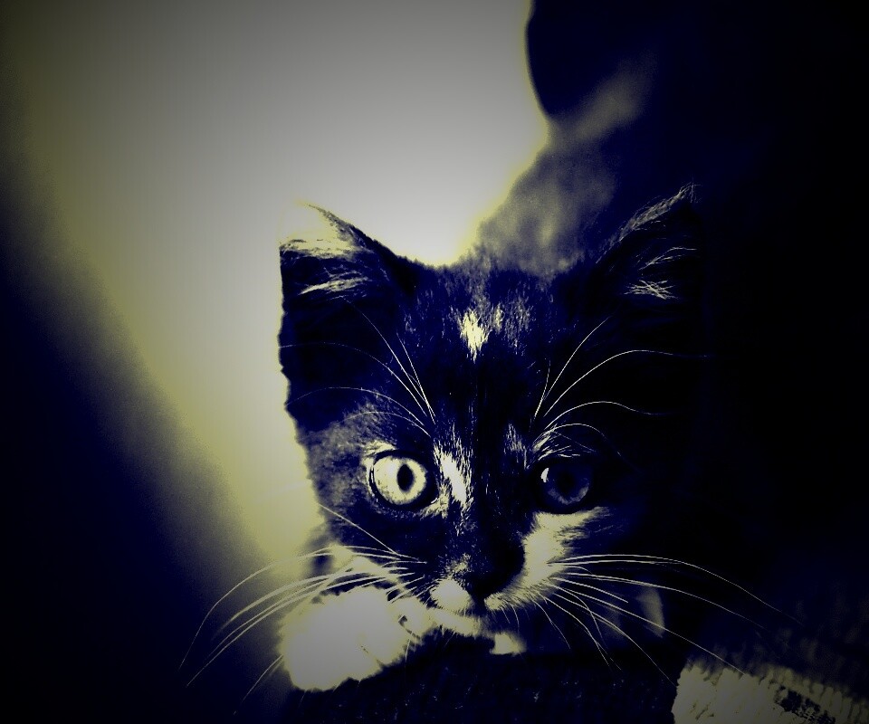 Котёнок обои