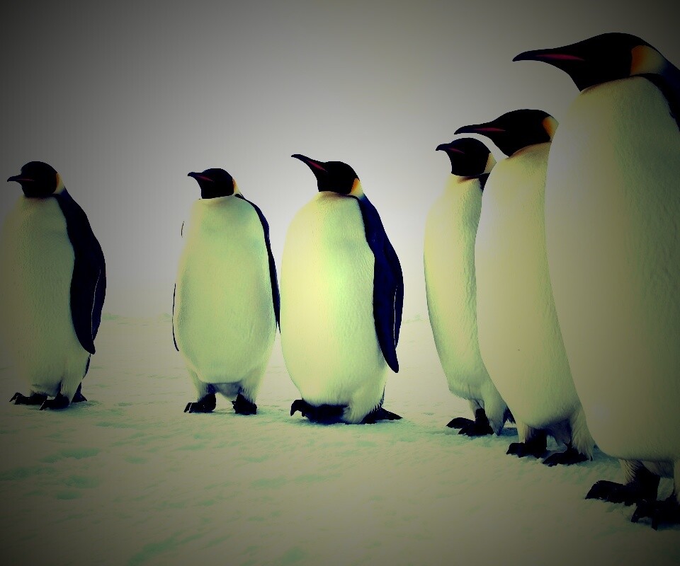 Слет пингвинов обои