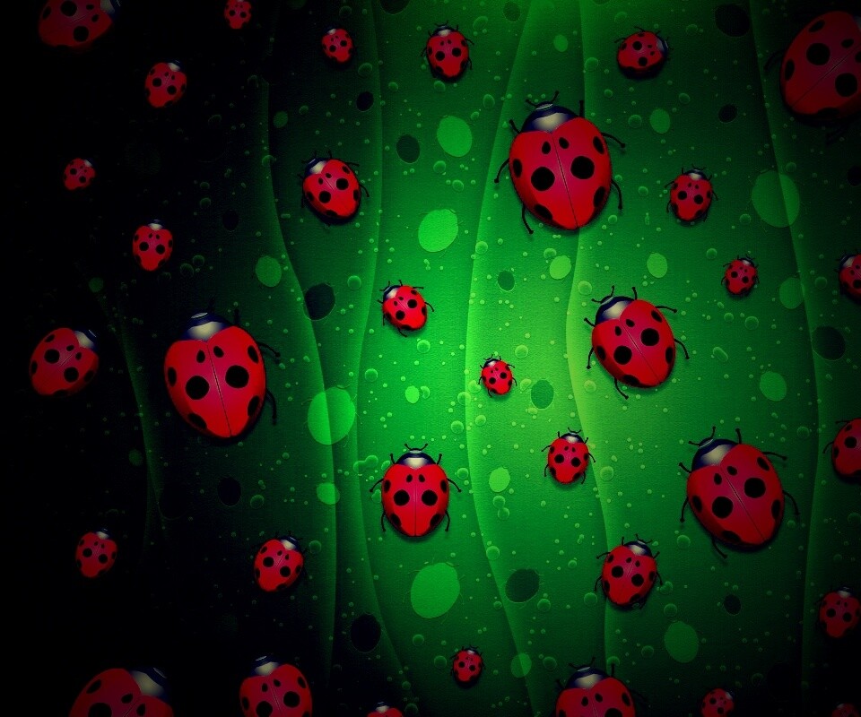 Божьи коровки обои