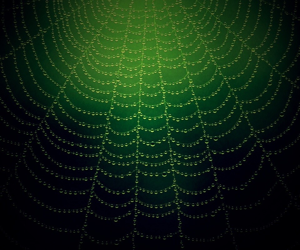 Роса на паутине обои