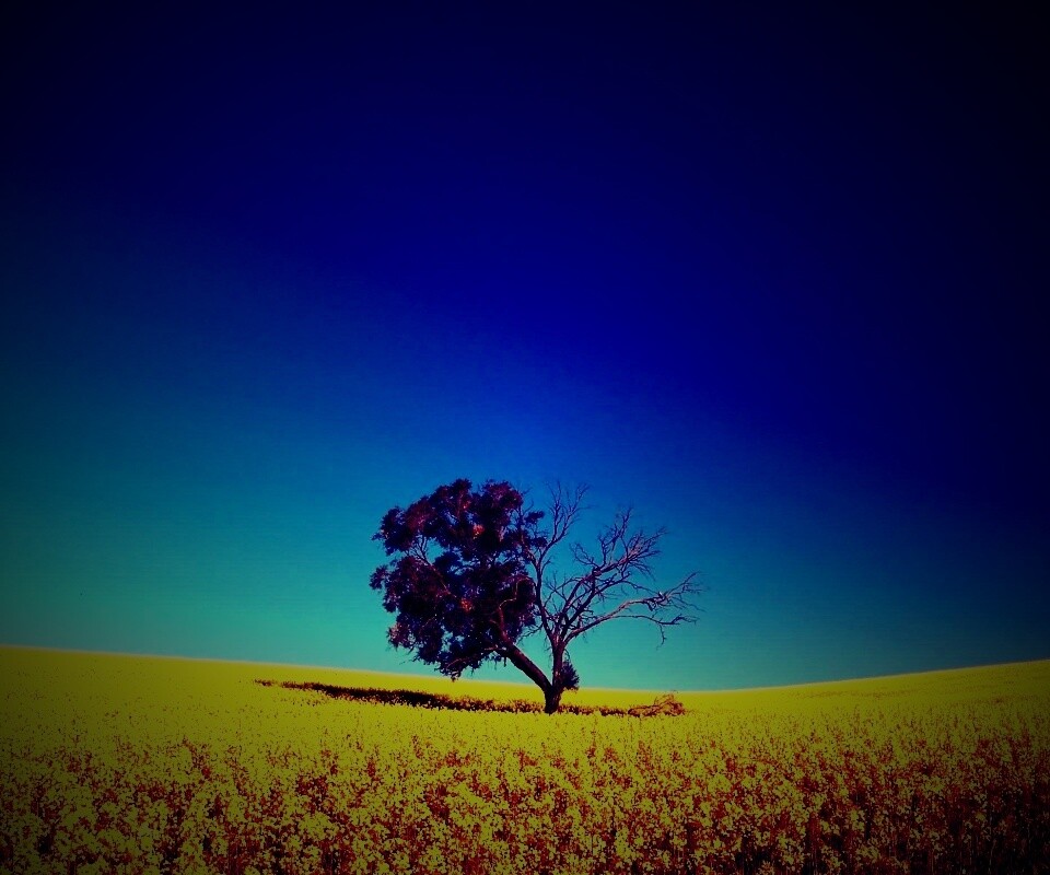 Дерево в поле обои