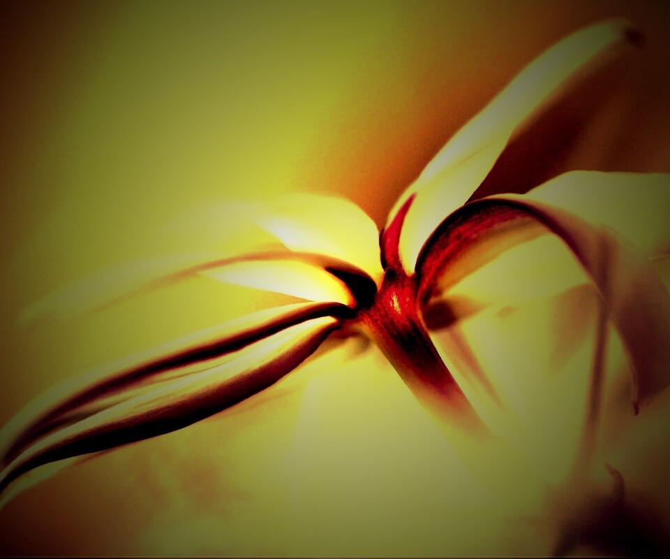 Цветок обои