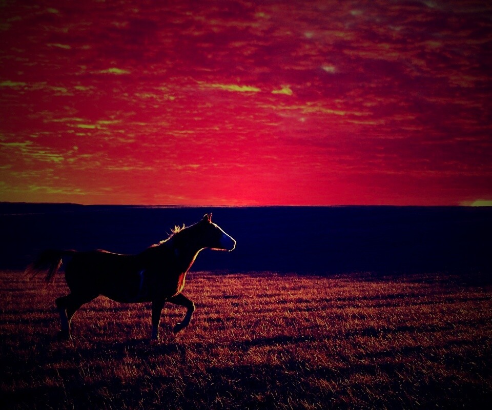 Мустанг обои