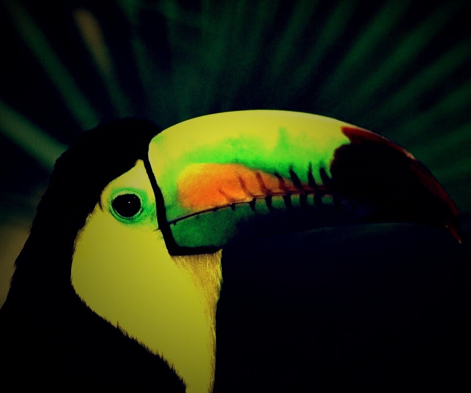 Грустный желтогрудый тукан обои