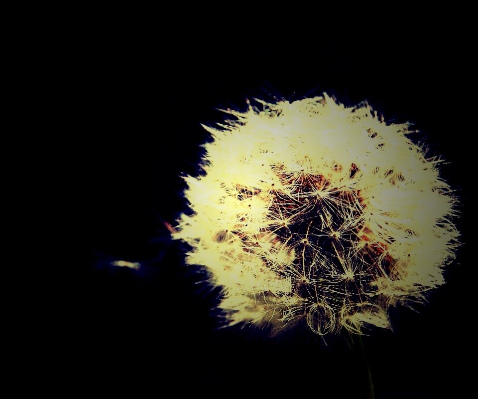 Одуванчик обои