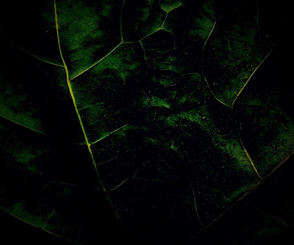 Макро зеленый лист обои