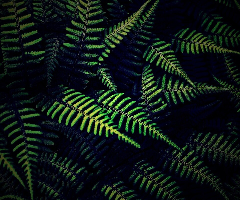 Папоротник обои