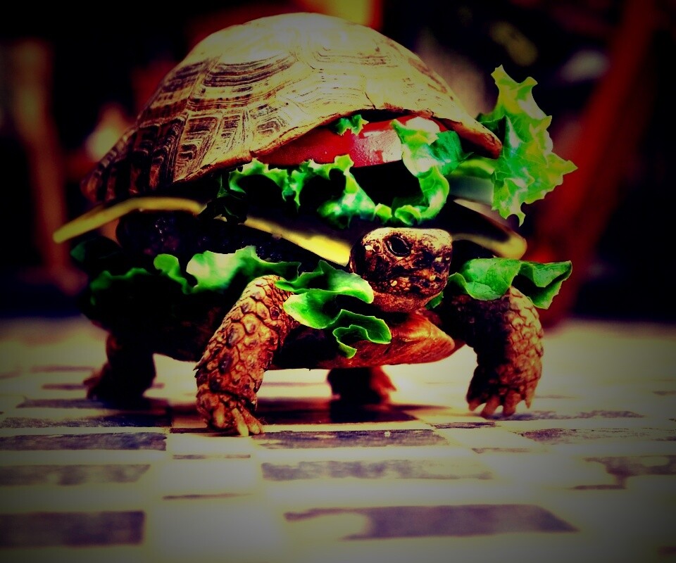 Черепахбургер обои