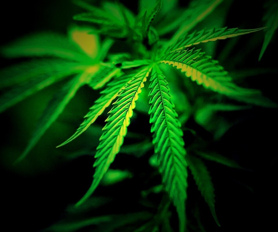 Марихуана обои