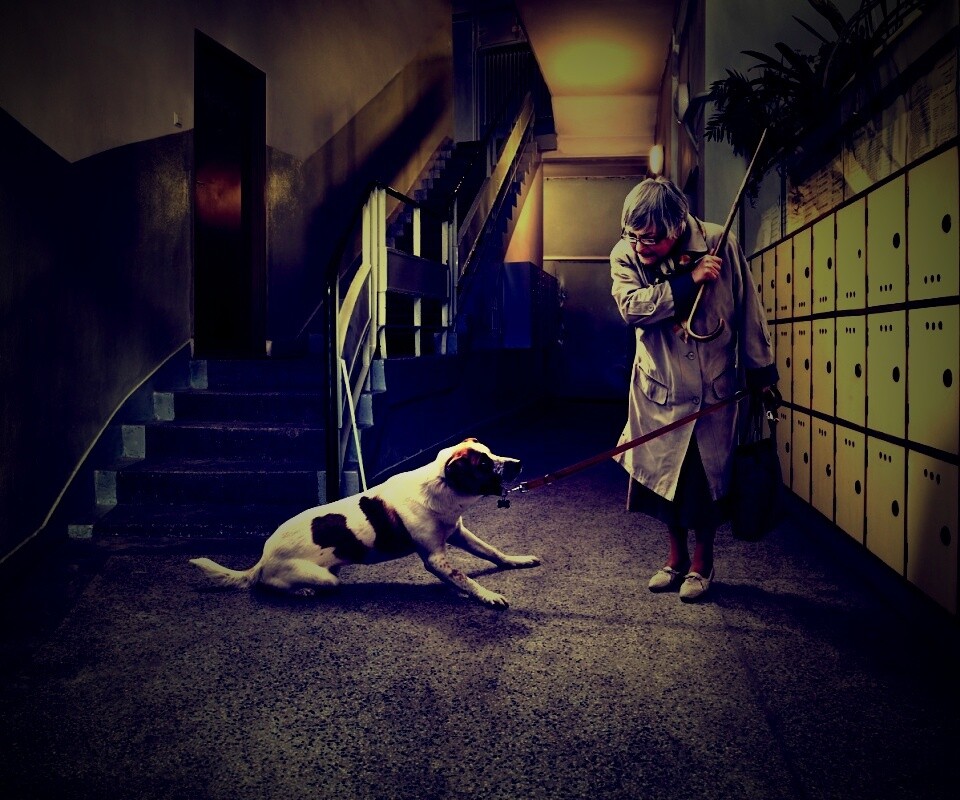 Непослушная собака обои