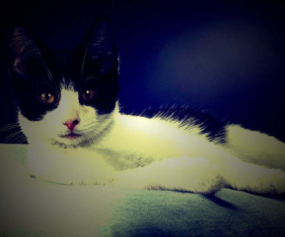 Кот на подушке обои