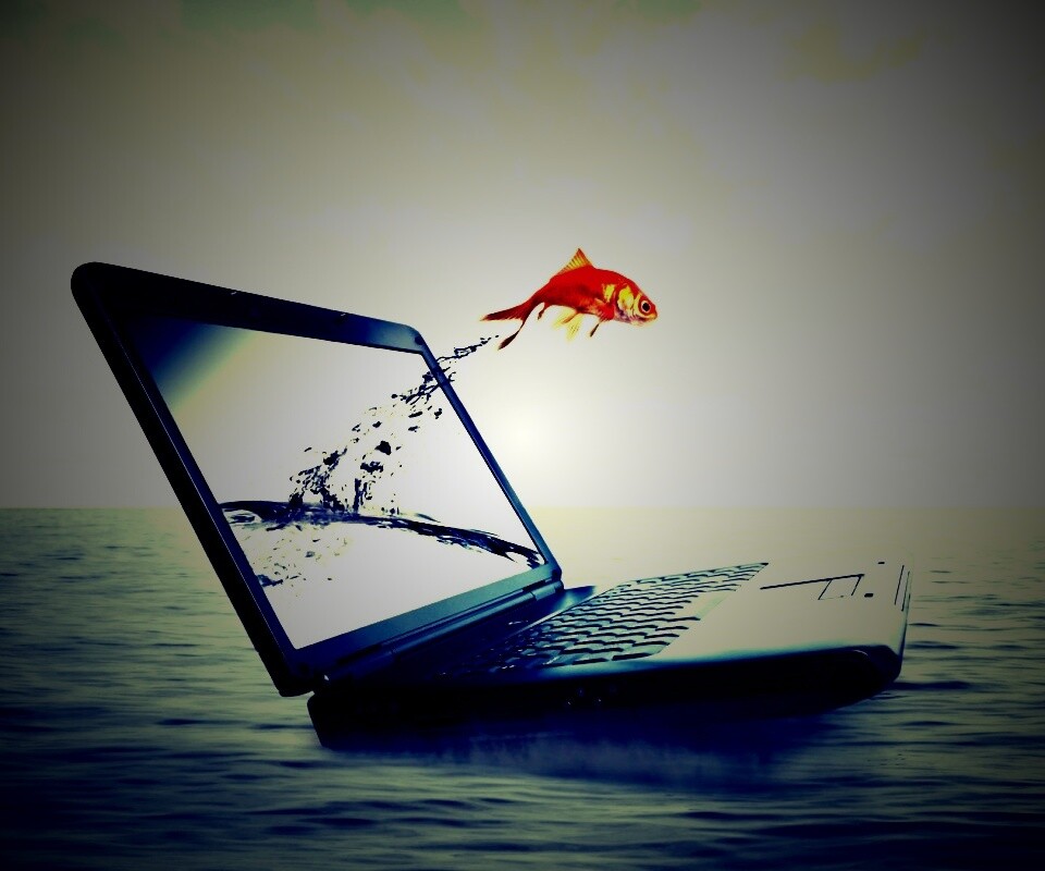 Золотая рыбка обои