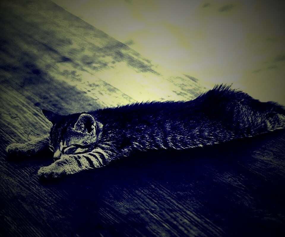 Растянувшийся кошара обои