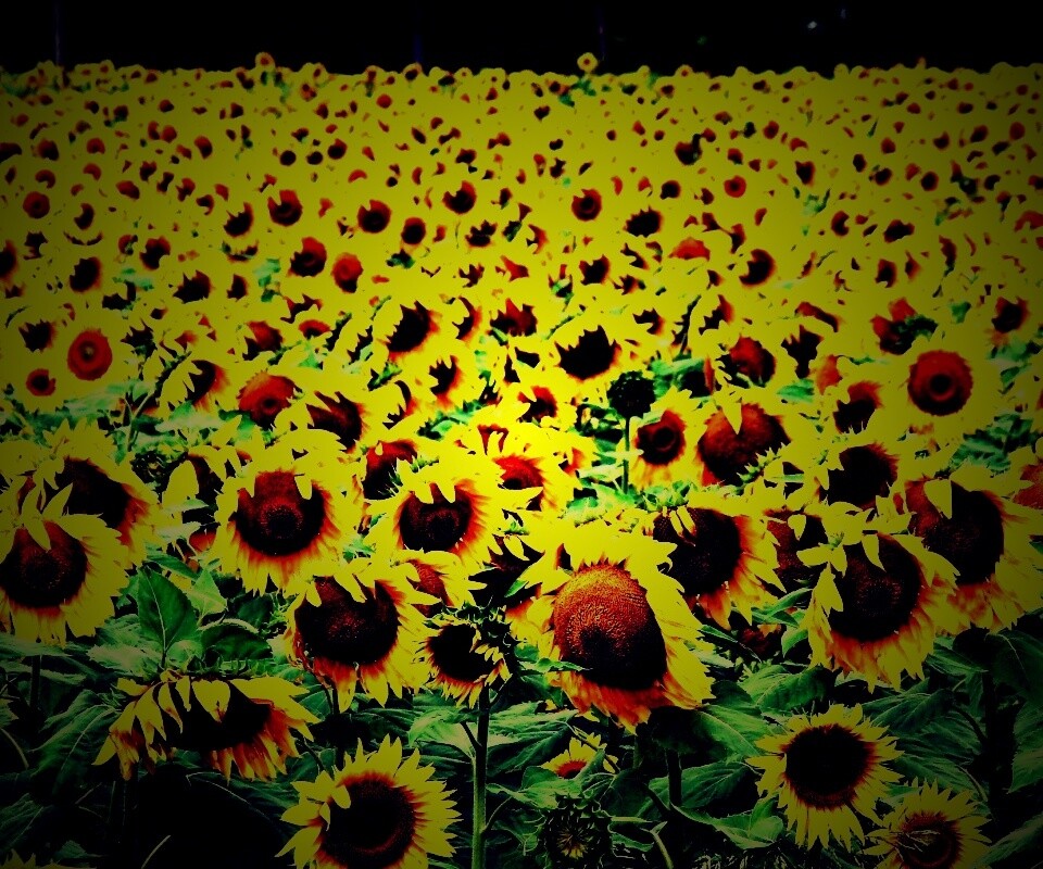 Поле подсолнухов обои