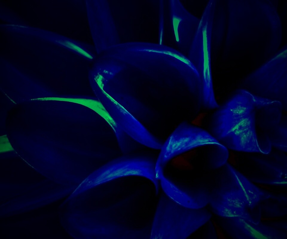 Лепестки обои