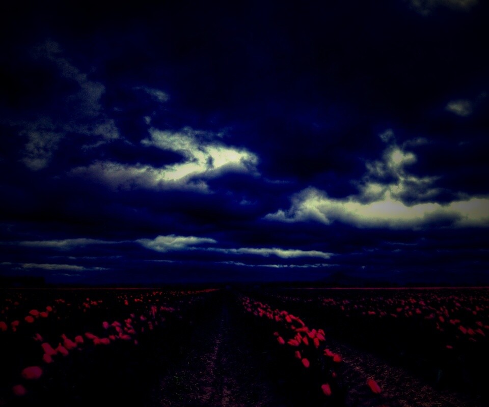 Цветочное поле под грозовым небом обои