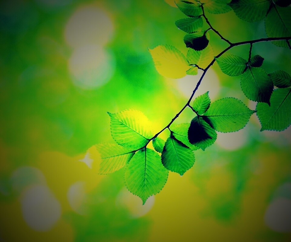 Зеленая ветка с листьями обои