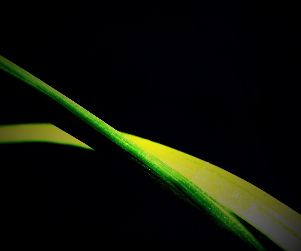 Зелень обои