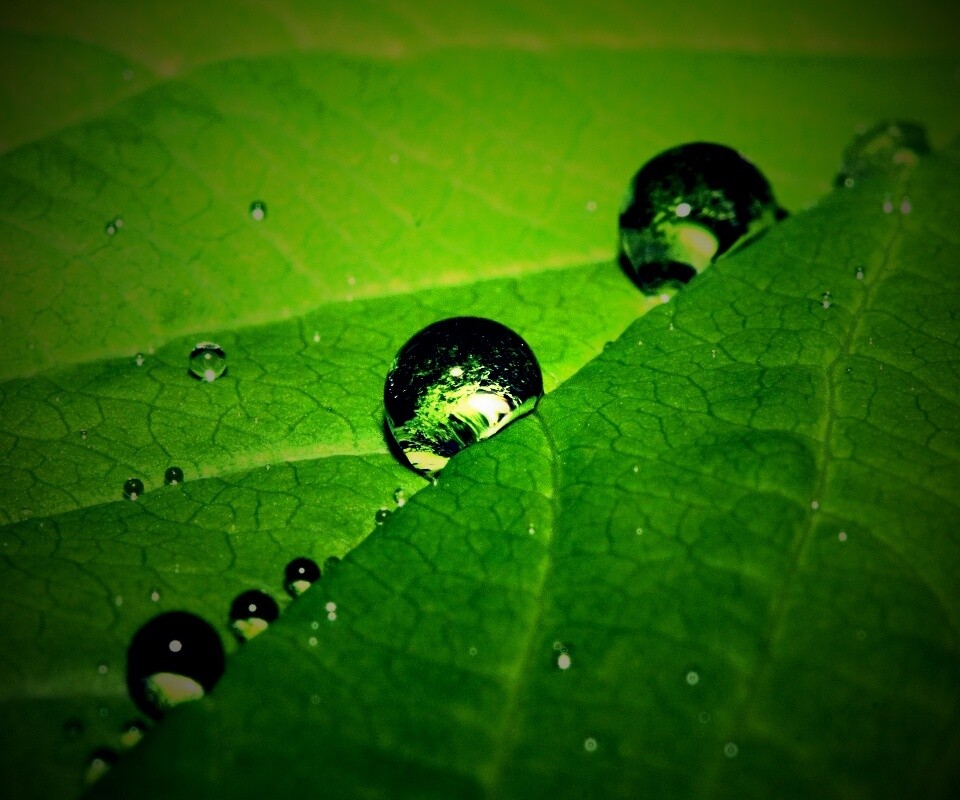 Капли на листе обои