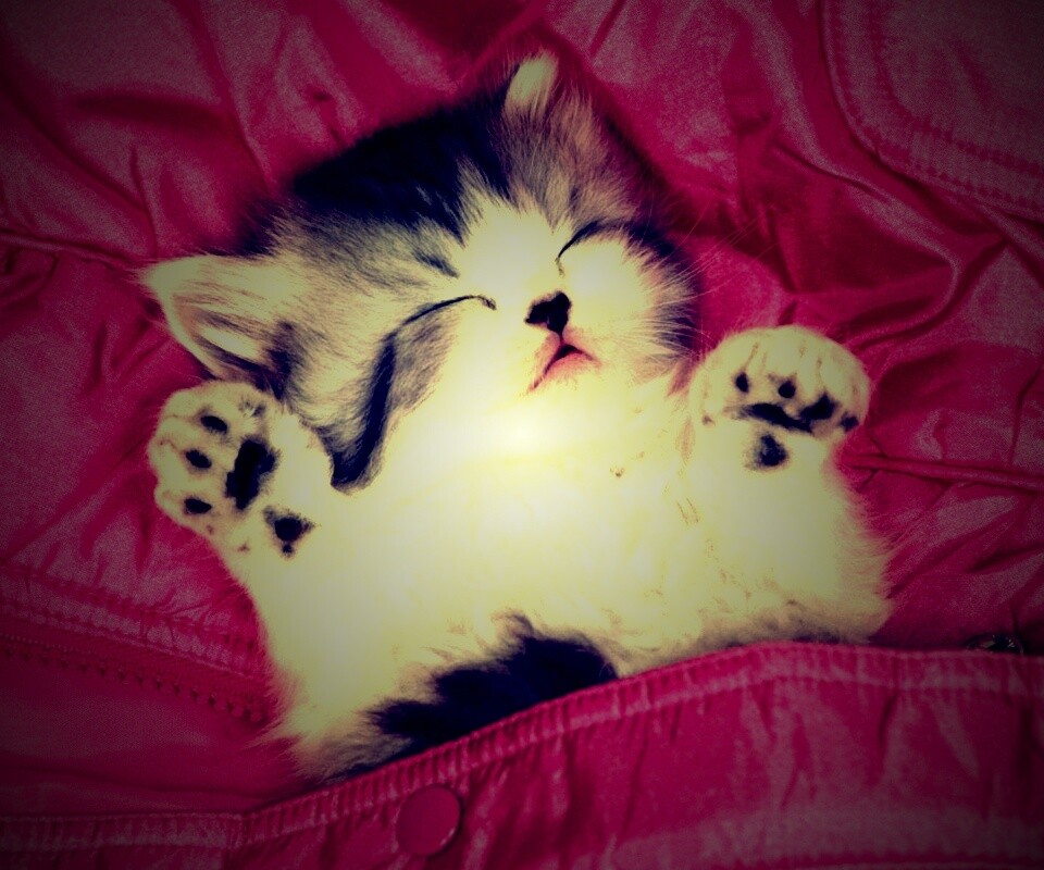 Котенок на розовой куртке обои