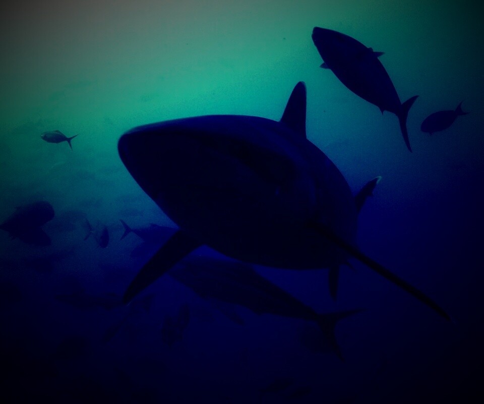 Акула обои