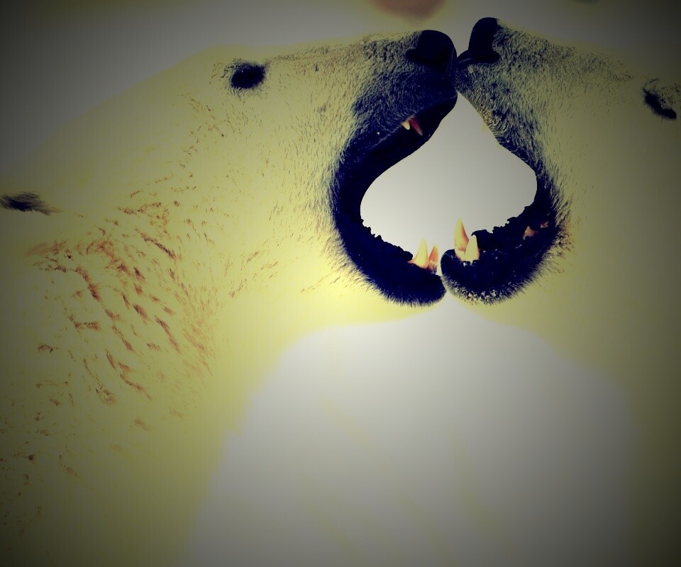 Полярные медведи обои