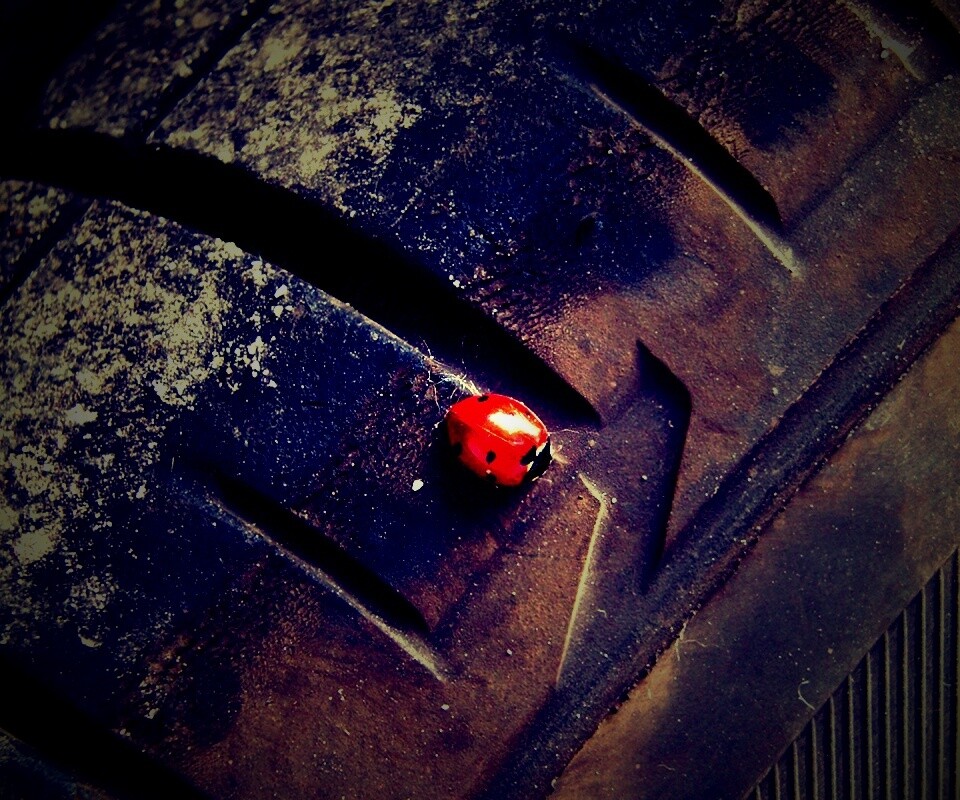 Божья коровка на автомобильной покрышке обои
