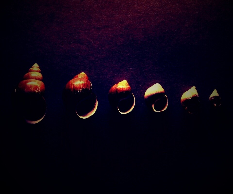 Раковины обои