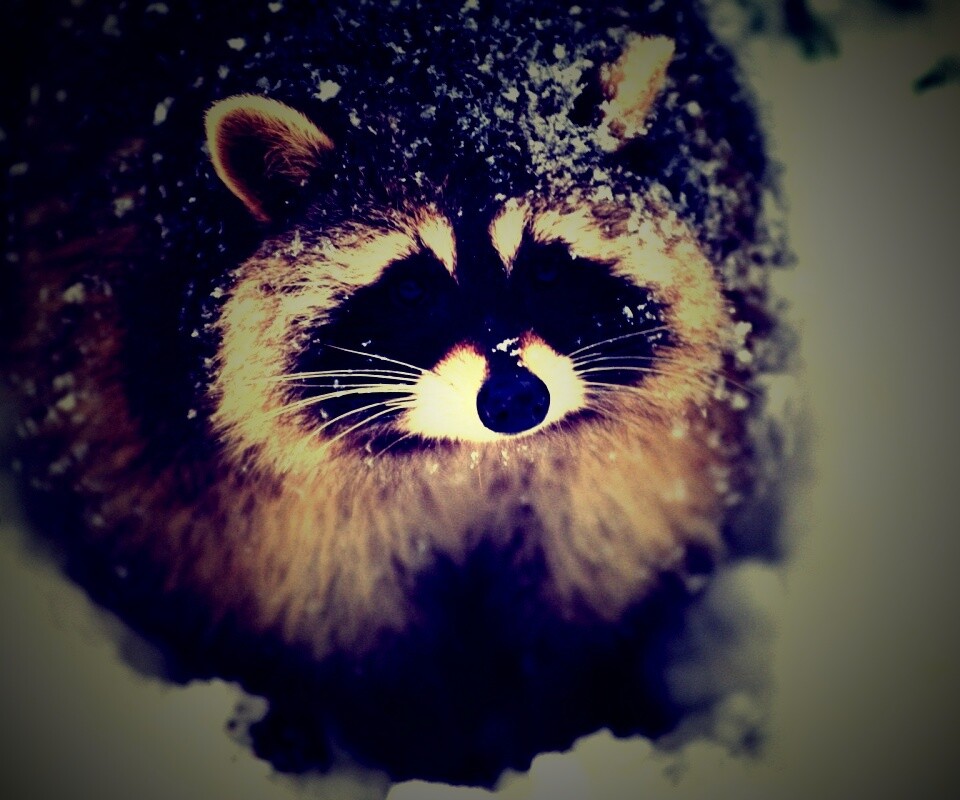 Енот обои
