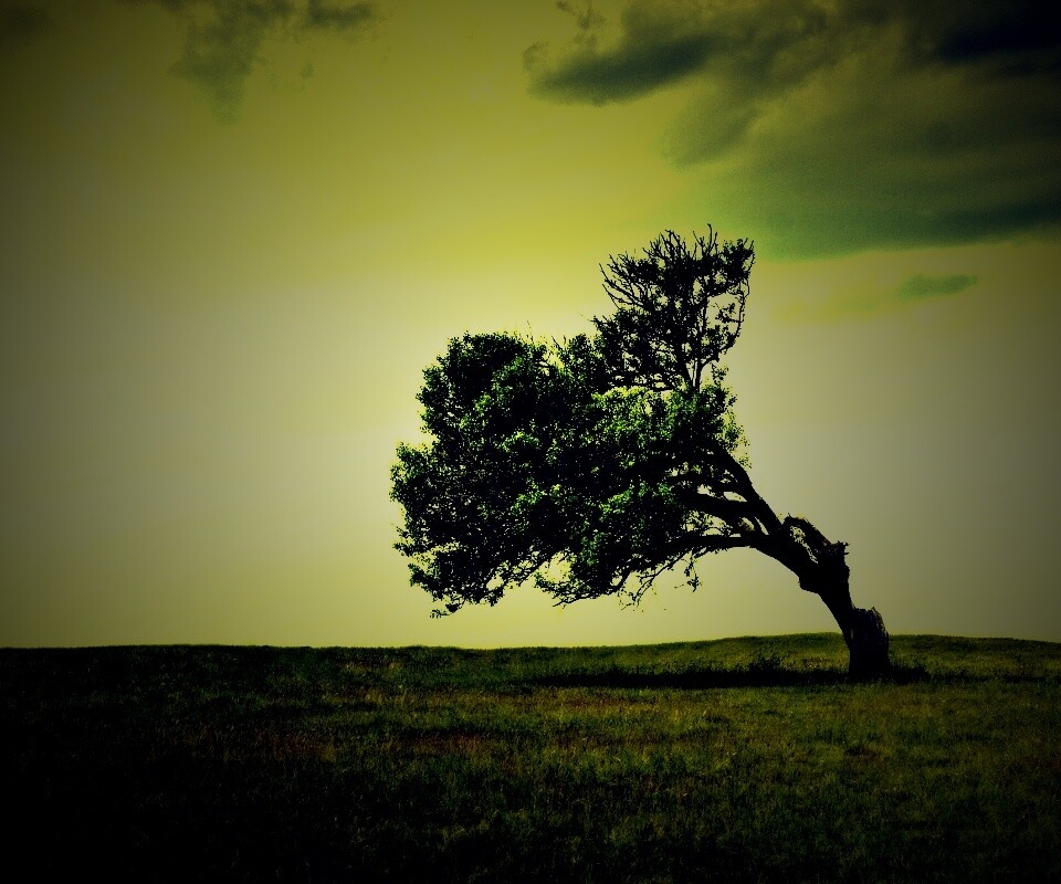 Склоненное дерево обои