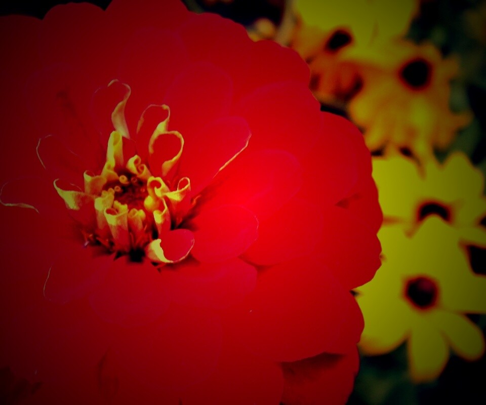 Красный цветок обои