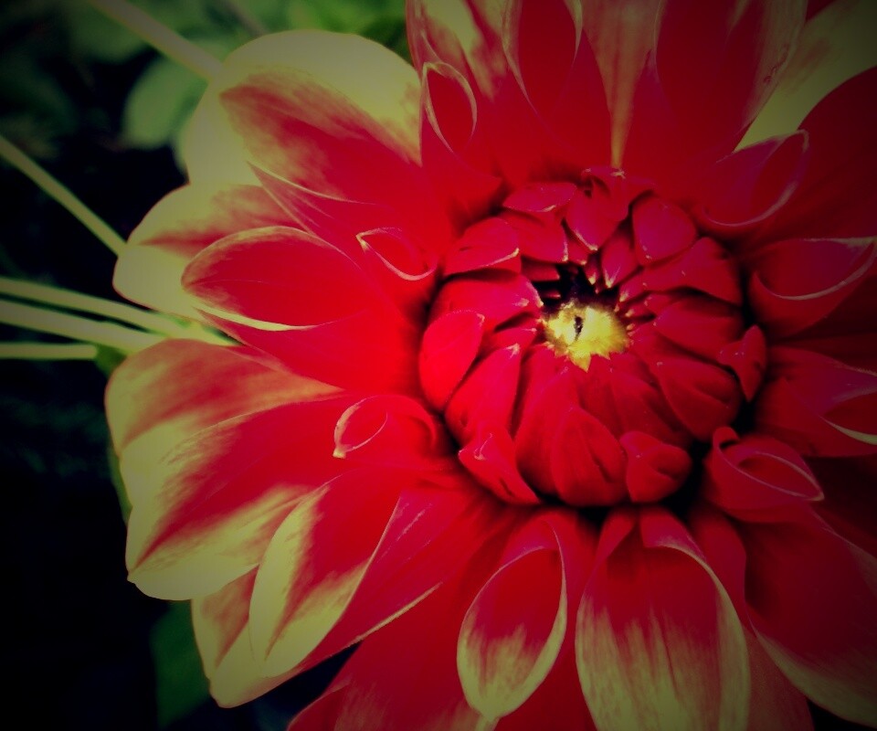 Аленький цветочек обои