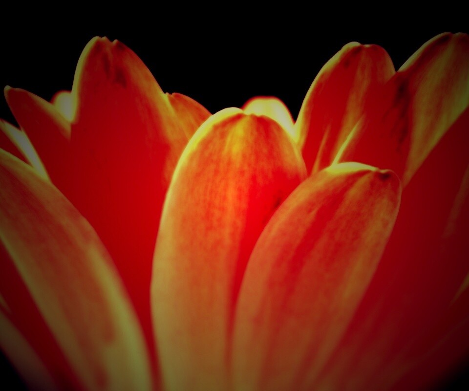 Цветочные лепестки обои