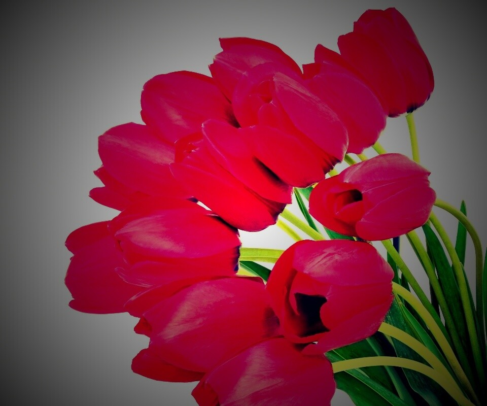 Букет тюльпанов обои
