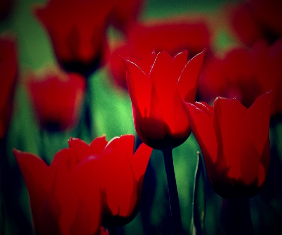 Красные цветы обои