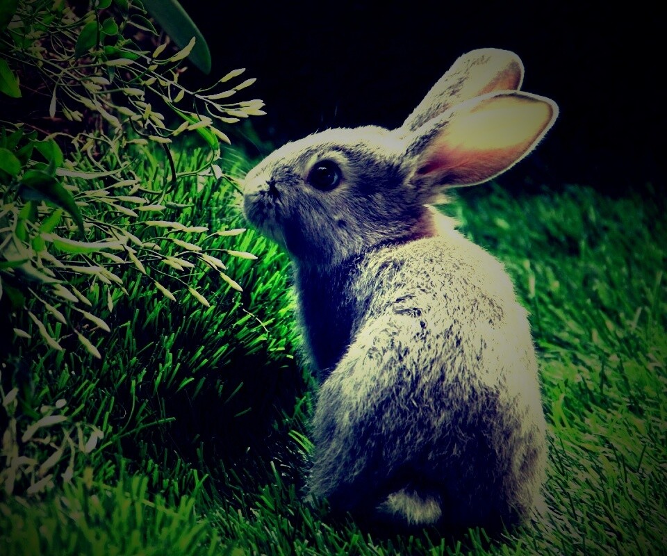 Заяц обои