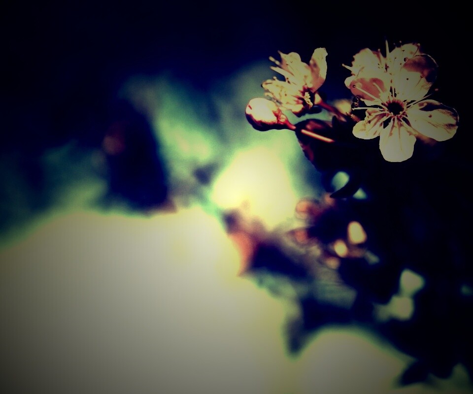 Цветок вишни обои