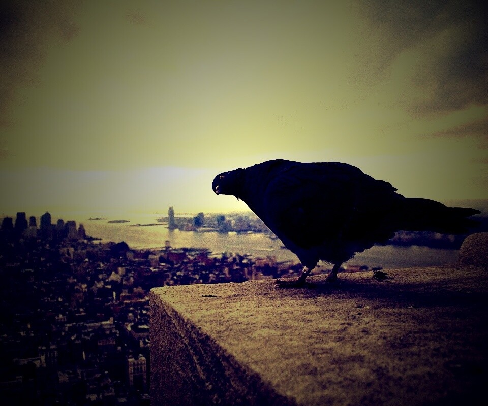 Любознательный голубь обои