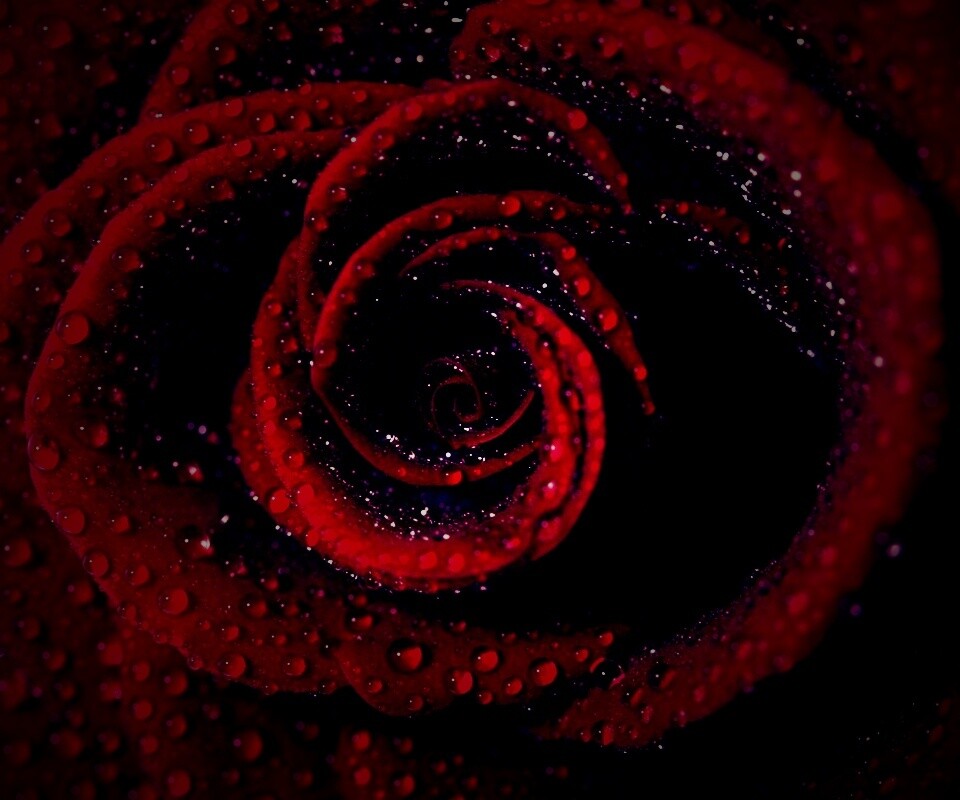 Красная роза обои