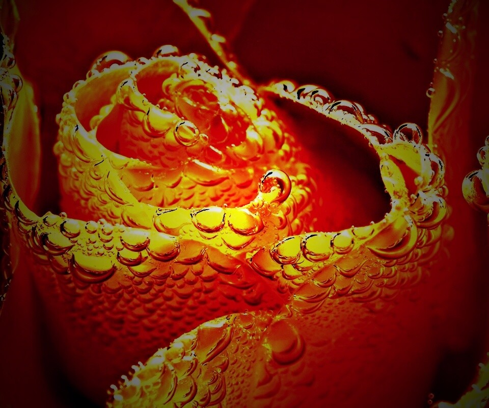 Мокрый желтый цветок обои